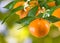Ripe tangerine closeup