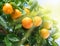 Ripe tangerine fruits in the sunlight.