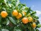 Ripe tangerine fruits on the tree