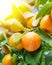 Ripe tangerine fruits on the tree in the sunlight