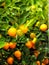 Ripe tangerines on branches in the garden. before Christmas.