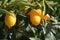 RIPE TANGERINES with dew drops