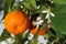 Ripe tangerines and flower on a tree horizontal, outdoors