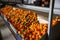 Ripe tangerines on a fruit sorting production line