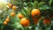 Ripe tangerines growing on tree in garden, closeup
