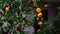 Ripe tangerines sway on the green branches of a tree in the rain