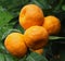 Ripe tangerines on a tree