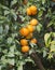 Ripe tangerines on tree