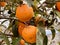 Ripe tangerines on a tree branch. Blue sky on the background. Citrus background.