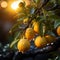 Ripe tangerines on a tree branch in the sunlight