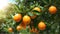Ripe tangerines on tree, closeup. Nature background