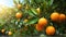 Ripe tangerines on a tree in the orchard