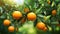 Ripe tangerines on the tree in the orchard