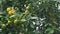 Ripe tangerines yellow and green leaves swaying on the tree.