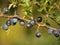 Ripe ternary fruit Prunus spinosa L. close-up