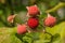 Ripe Thimbleberry Cluster - Rubus parviflorus