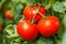 Ripe tomato cluster in greenhouse