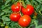 Ripe tomato cluster in greenhouse