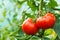 Ripe tomato cluster in greenhouse