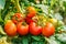 Ripe tomato cluster in greenhouse