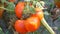 Ripe tomato fruit on the plant. Harvest of tomatoes in a garden
