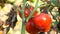 Ripe tomato fruit on the plant. Harvest of tomatoes in a garden