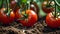 ripe tomato in a greenhouse harvest nutrition grow ecological organic