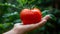 Ripe tomato held in hand, selecting tomatoes on blurred background with copy space