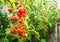 Ripe tomato plant growing in greenhouse. Fresh bunch of red natural tomatoes on a branch in organic vegetable garden.