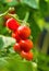 Ripe tomato plant growing in greenhouse. Fresh bunch of red natural tomatoes on a branch in organic vegetable garden.