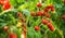 Ripe tomato plant growing in greenhouse. Fresh bunch of red natural tomatoes on a branch in organic vegetable garden.