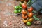 Ripe tomato plant growing in greenhouse. Tasty red cheery tomatoes.