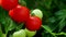 Ripe tomato plant growing in homemade greenhouse in 4K VIDEO. Fresh bunch of red and green natural tomatoes on branch