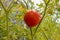 A ripe tomatoe on a vine in the caribbean