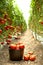 Ripe tomatoes in the garden