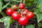 Ripe tomatoes growing on a vine in a vegetable garden, UK