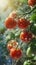 Ripe Tomatoes Hanging From Vine With Water Droplets for Fresh and Juicy Harvest
