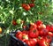 Ripe tomatoes harvested in organic greenhouse. Close-up.