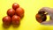 Ripe tomatoes and one rotten tomato on yellow background. Human hand changes rotten tomato for good one. Concept of