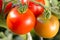 Ripe tomatoes on a tomato bush in a garden