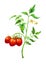 Ripe tomatoes on the vine on white background