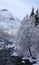 Ripe tree at water stream in mountain valley on Trollstigen road in snow in Norway in autumn