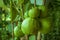 Ripe Tropical Fruit Guava on Guava Tree. Psidium Guajava