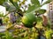 Ripe Tropical Fruit Guava on Guava Tree. Psidium Guajava
