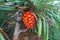 Ripe tropical pandan fruit on the green tree