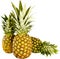 Ripe tropical pineapples on white background