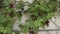 Ripe Uhudler grapes and vines hanging on wall