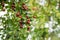 Ripe unabi on a tree branch in the garden. Close-up of tree branches with fruits Zizyphus