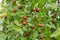 Ripe unabi on a tree branch in the garden. Close-up of tree branches with fruits Zizyphus