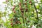 Ripe unabi on a tree branch in the garden. Close-up of tree branches with fruits Zizyphus